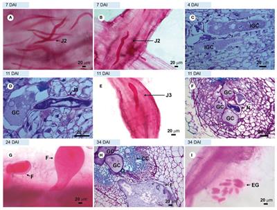 Comparative histopathology of virulent and avirulent Meloidogyne javanica populations on susceptible and resistant tomato plants